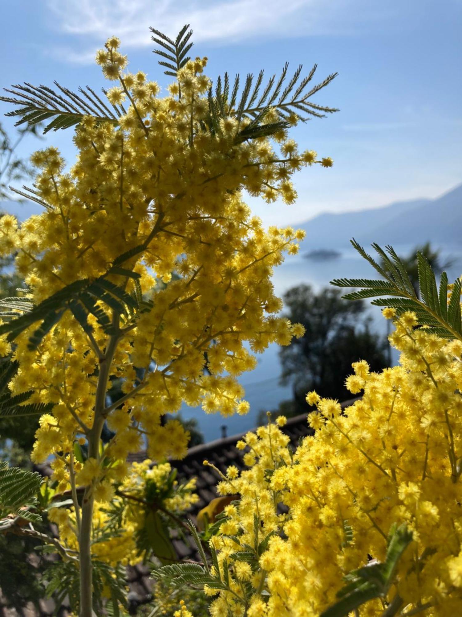 Bnb122 Bed&Breakfast Ascona Dış mekan fotoğraf
